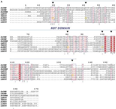 N-Ribosyltransferase From Archaeoglobus veneficus: A Novel Halotolerant and Thermostable Biocatalyst for the Synthesis of Purine Ribonucleoside Analogs